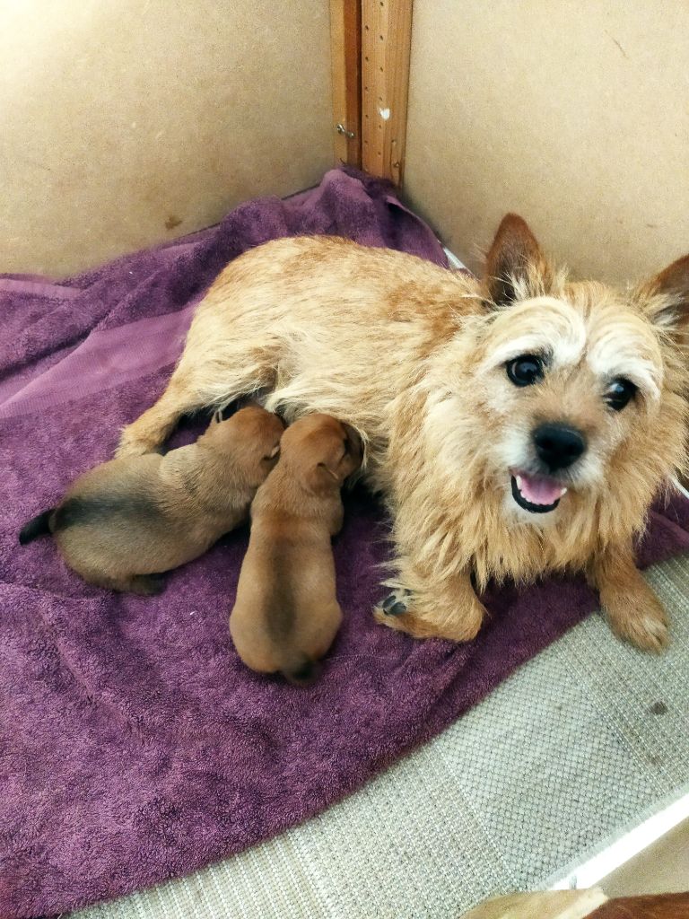 Du pre de la croix verte Nina lohi