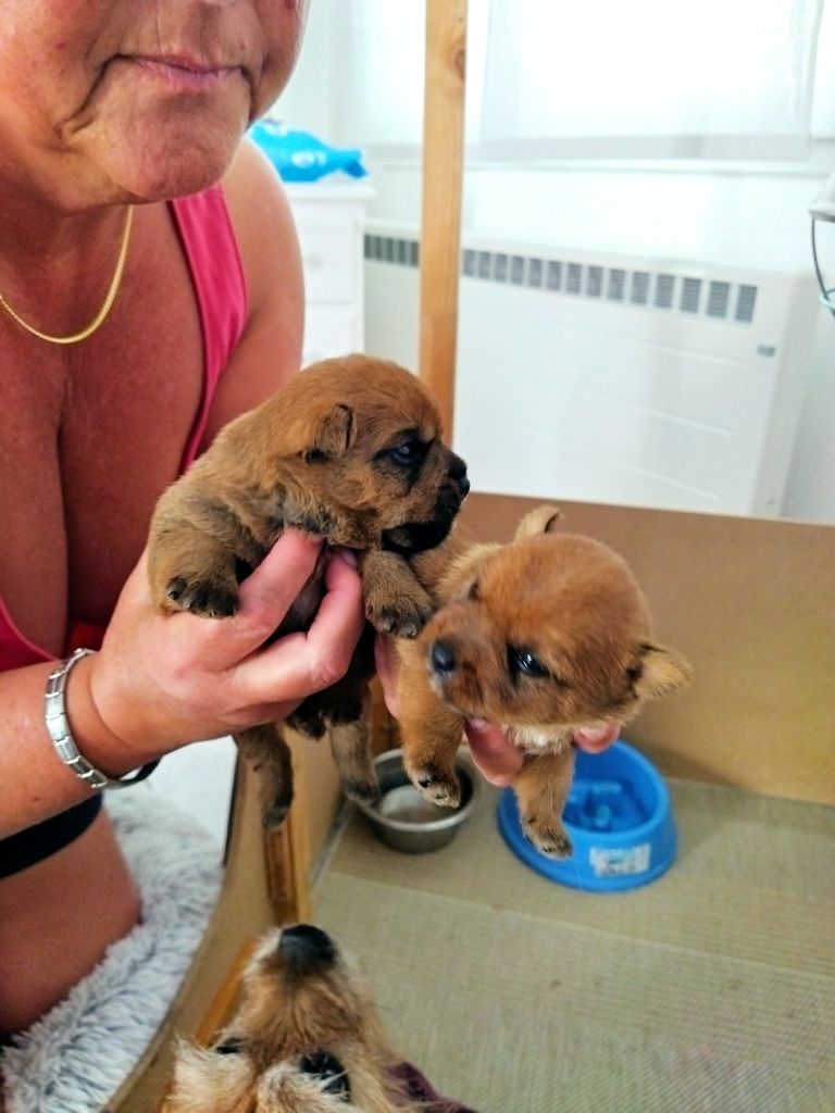 Chiots Norwich Terriers