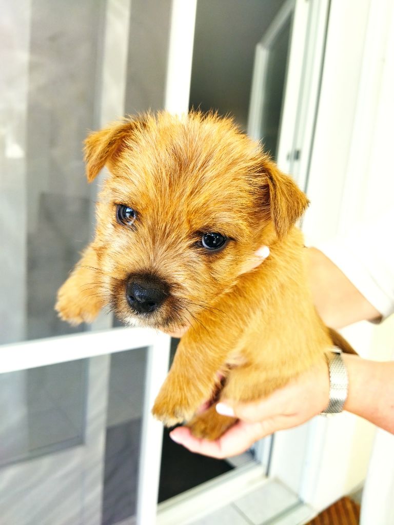 Elevage Lecomte - Chiots disponibles - Norwich Terrier